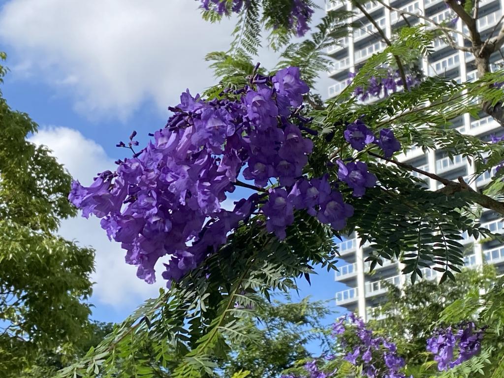  雅加达盛开的蓝紫色花朵