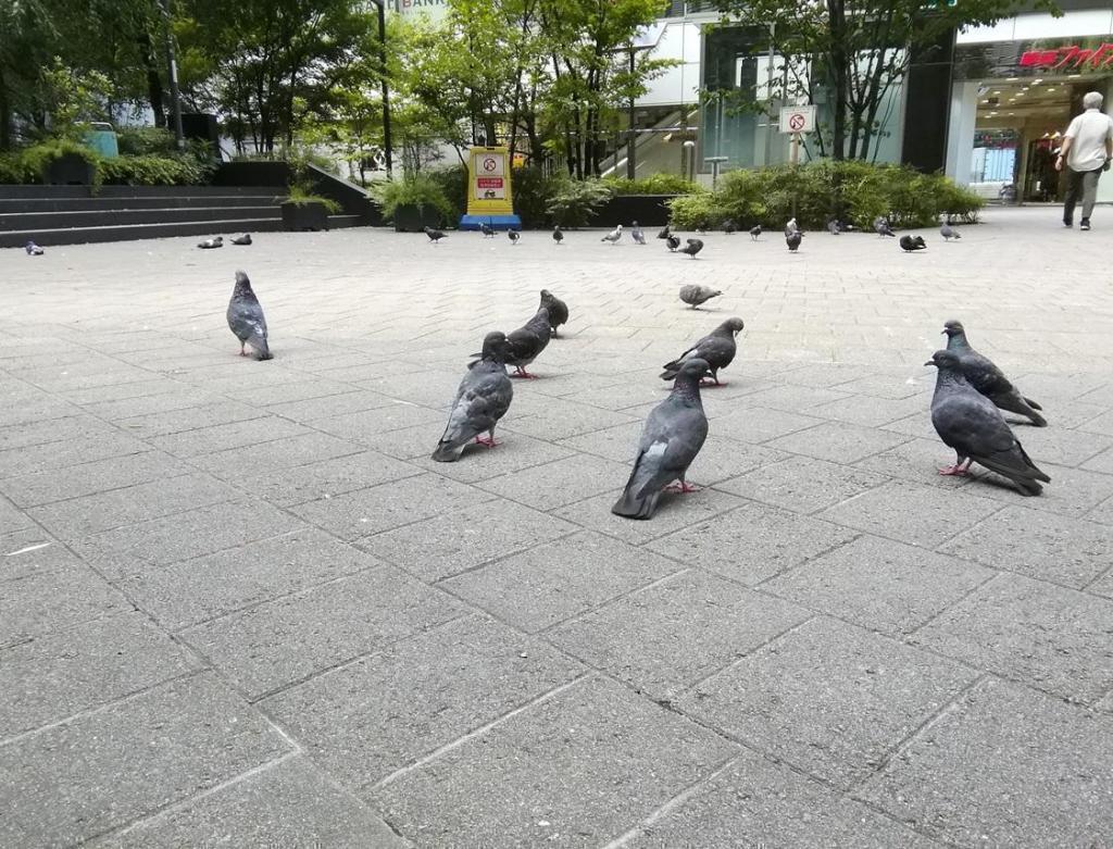 数寄屋桥公园的鸽鸽子、柳、年轻的钟楼
　　～数寄屋桥公园～