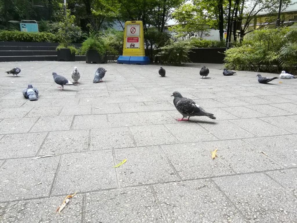  鸽子、柳、年轻的钟楼
　　～数寄屋桥公园～