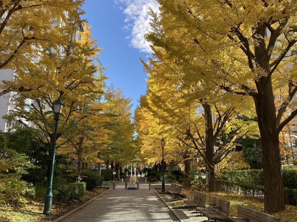 滨町公园的银杏树街道树有点在意的中央区的红叶景点5处