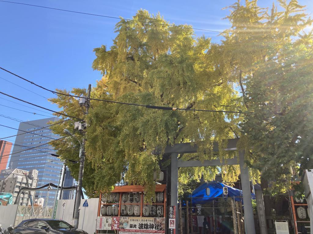 波除神社的枝垂银杏有点在意的中央区红叶景点5选