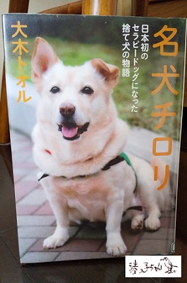  中央区的治疗狗名犬奇洛里