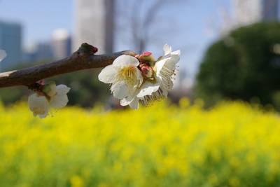  滨离宫恩赐庭园油菜花和梅花