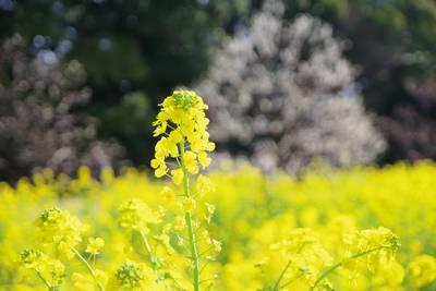  滨离宫恩赐庭园油菜花和梅花