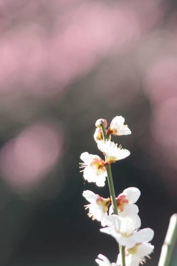  滨离宫恩赐庭园油菜花和梅花