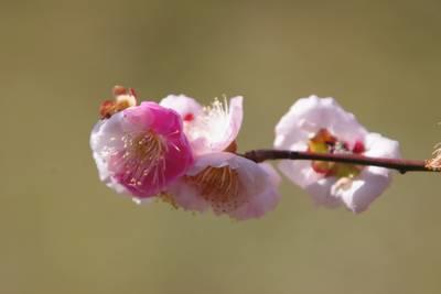  滨离宫恩赐庭园油菜花和梅花