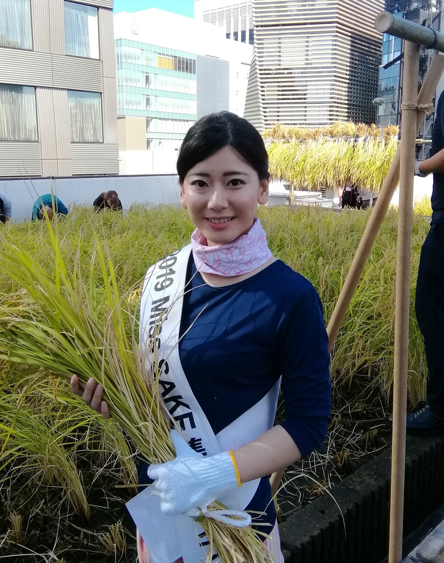 并且,也采访了2019 Miss SAKE亚军富田梨花。 2019白鹤银座天空农场割稻子
　～白鹤酒造～