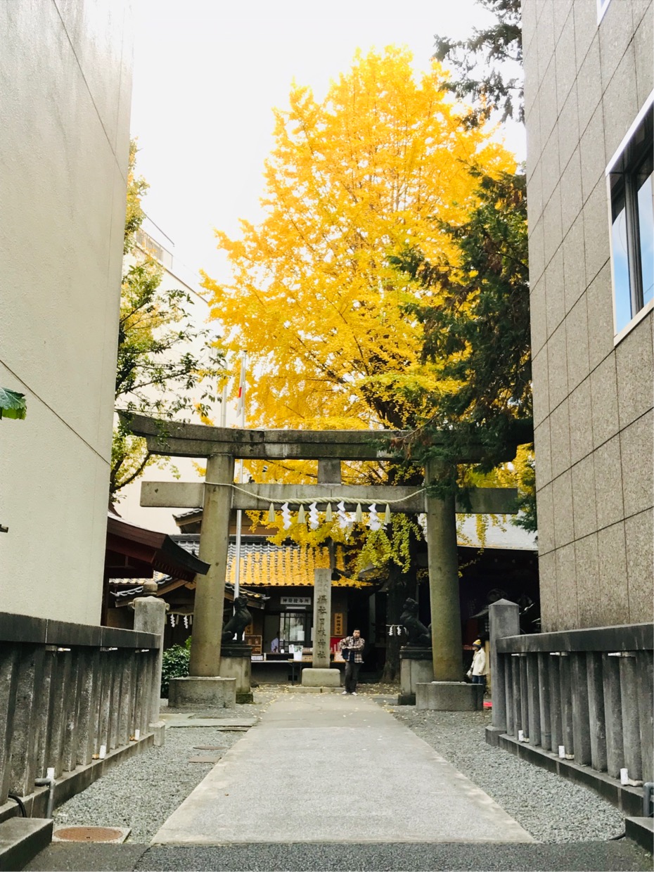 山王御旅所日本桥日枝神社～〇〇运可能会上升!? 闪耀着金黄色银杏的3个神社